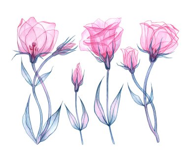 Pembe Eustoma ayarla