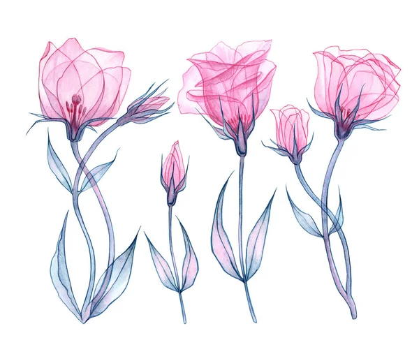 Pembe Eustoma ayarla