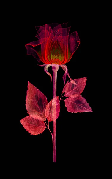 Transparent flowers rose — Stock Photo, Image