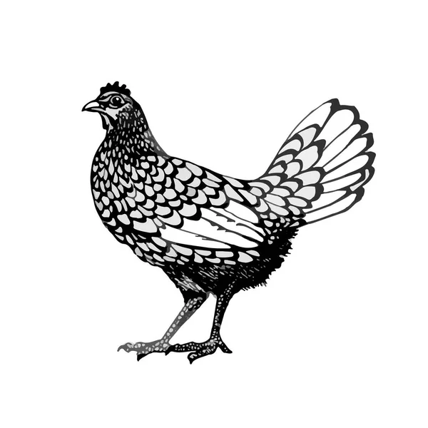 Graphiques vectoriels de coq — Image vectorielle