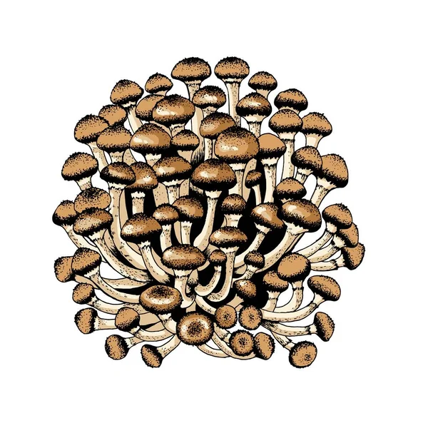 Vector illustration of honey agarics — Stock Illustration Vector illustration of honey agarics Royalty Free Stock Vectors