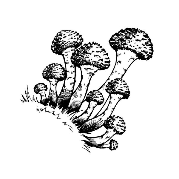 Vector illustration of honey agarics