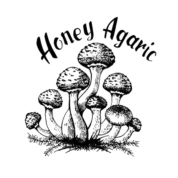 Vector illustration of honey agarics — Stock Illustration Vector illustration of honey agarics Royalty Free Stock Vectors
