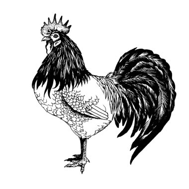 Horoz vektör grafikleri
