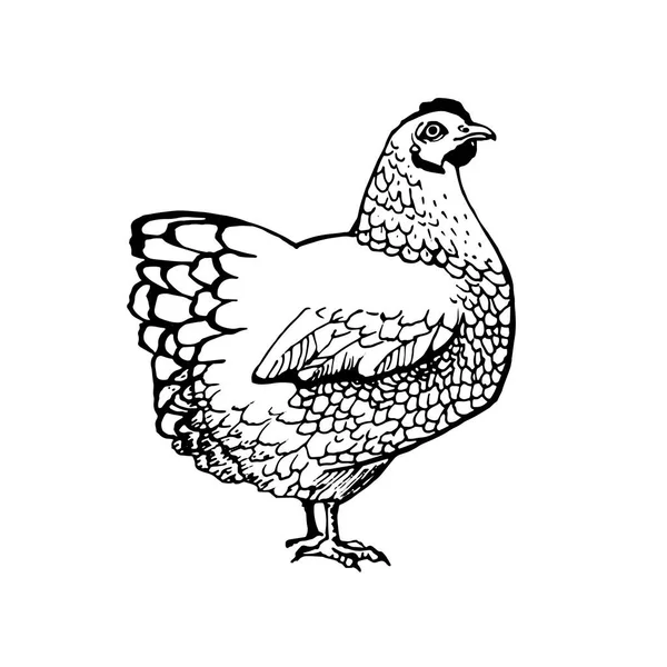 Hühnervektorgrafik — Stockvektor