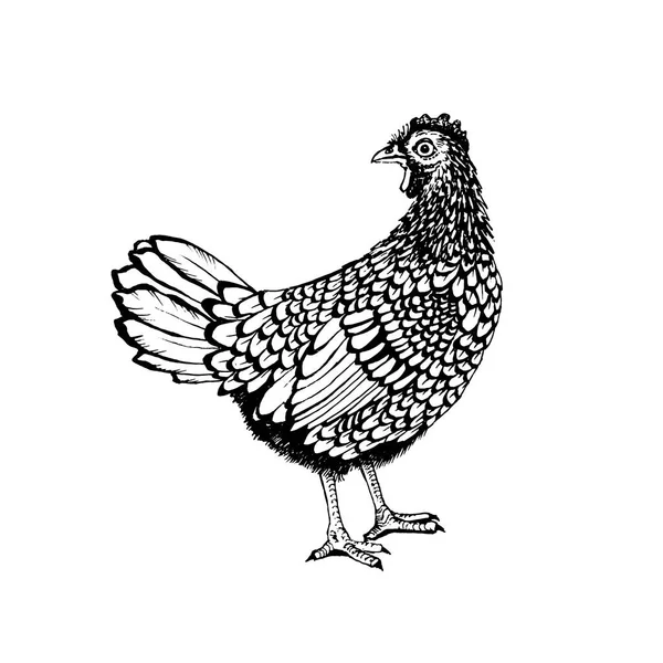 Gallo gráficos vectoriales — Vector de stock