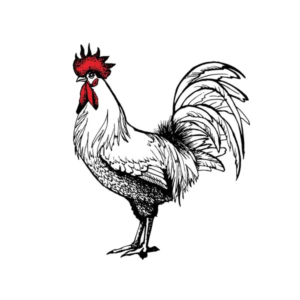 Gallo gráficos vectoriales — Vector de stock