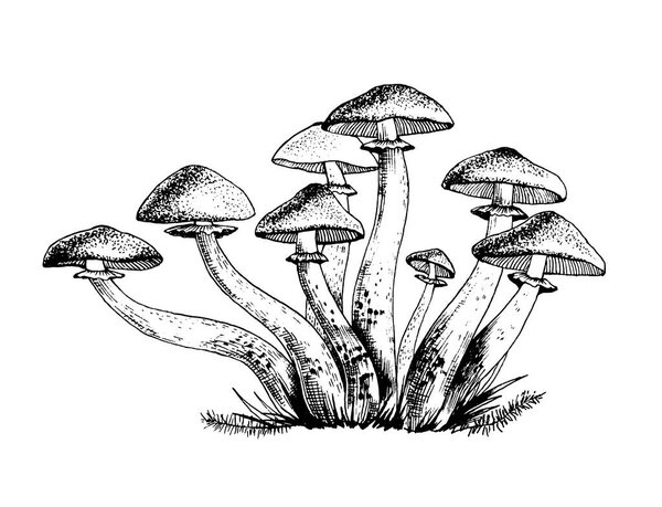 Vector illustration of honey agarics