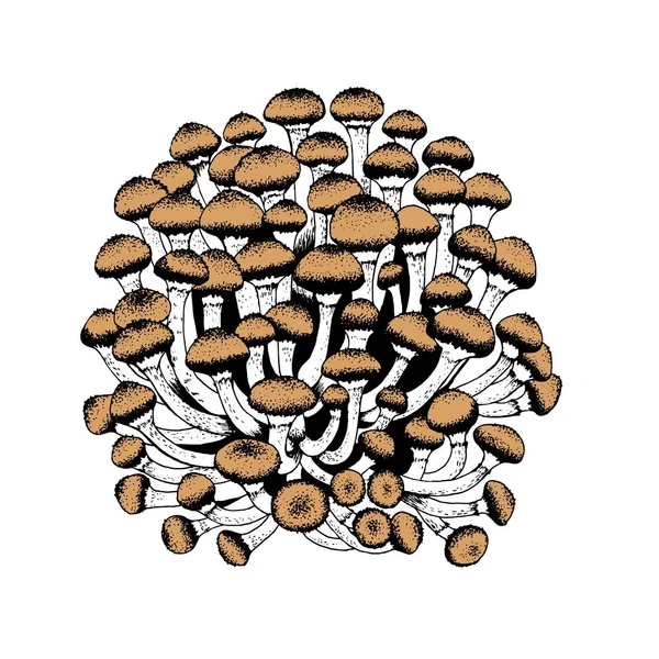 Vector illustration of honey agarics — Stock Illustration Vector illustration of honey agarics Vector Graphics
