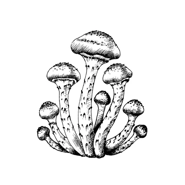 Vector illustration of honey agarics — Stock Illustration Vector illustration of honey agarics Royalty Free Stock Illustrations