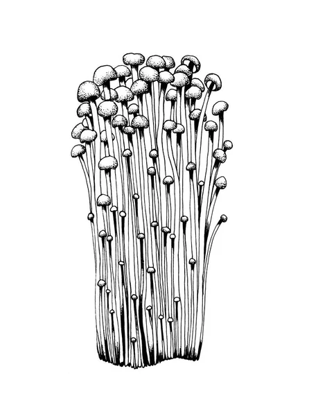 Vector sketch enoki mushrooms — 스톡 벡터