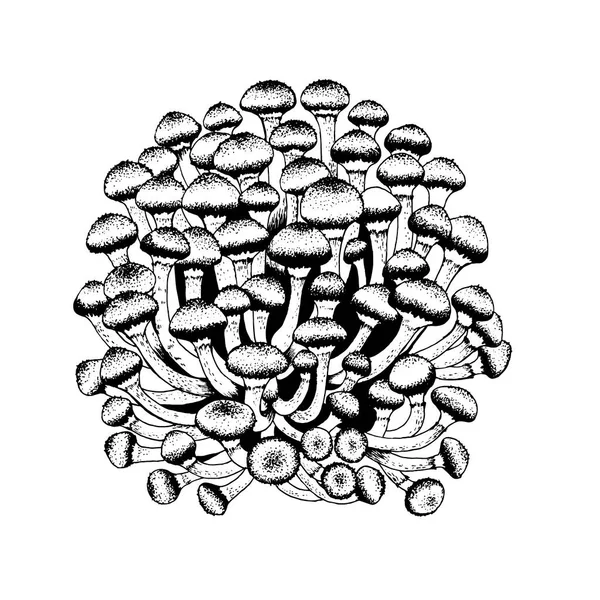 Vector illustration of honey agarics — Stock Illustration Vector illustration of honey agarics Stock Illustration