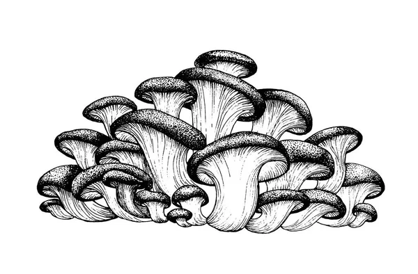 Dessin vectoriel des champignons huîtres — Image vectorielle