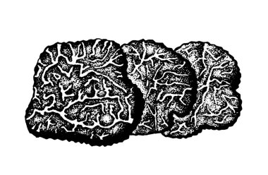 Vektör çizimi mantar mantarı.