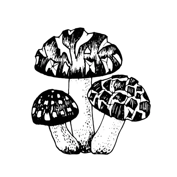 Vektorskizze Shiitake — Stockvektor