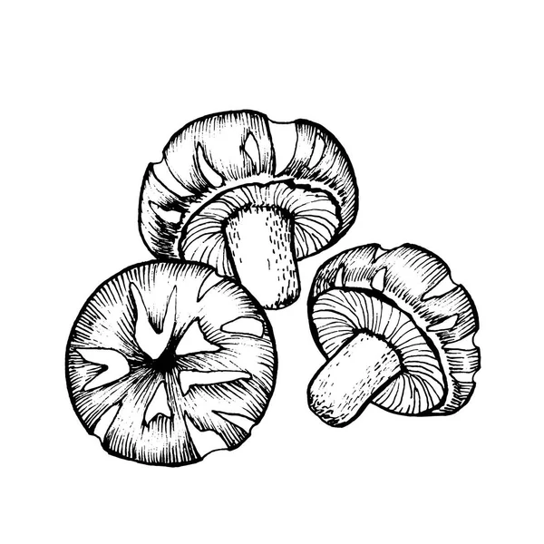 Croquis vectoriel shiitake — Image vectorielle