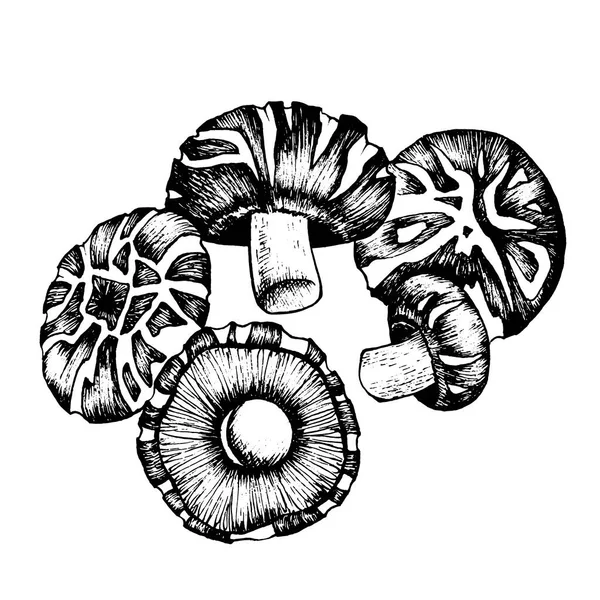 Szkic wektorowy shiitake — Wektor stockowy