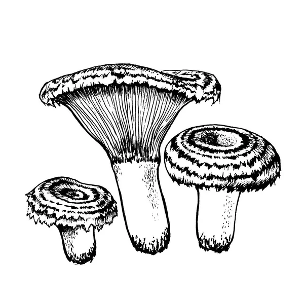 Desenho vetorial de niscalo —  Vetores de Stock