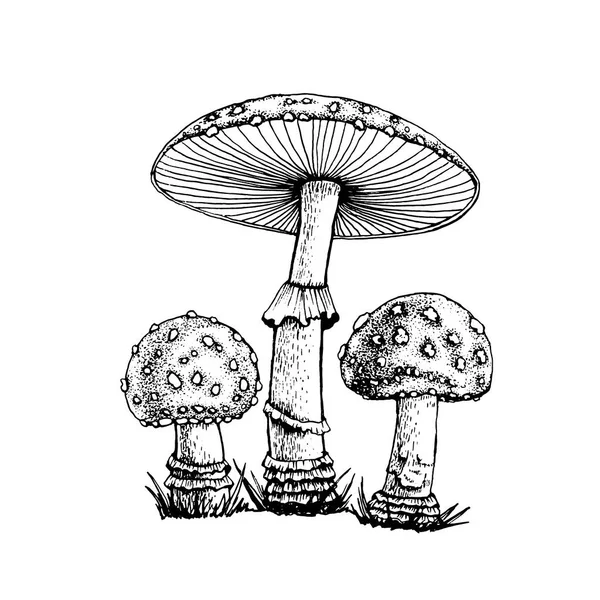 Vektorzeichnung von amanita. — Stockvektor