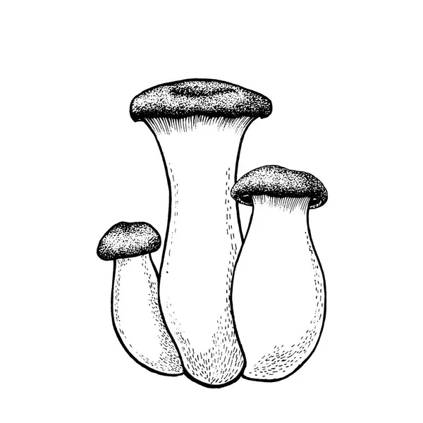 Champignons de trompette roi vecteur — Image vectorielle