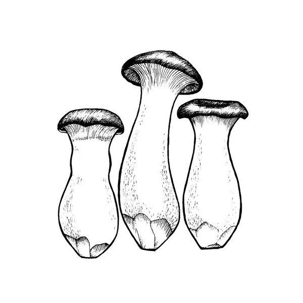 Champignons de trompette roi vecteur — Image vectorielle