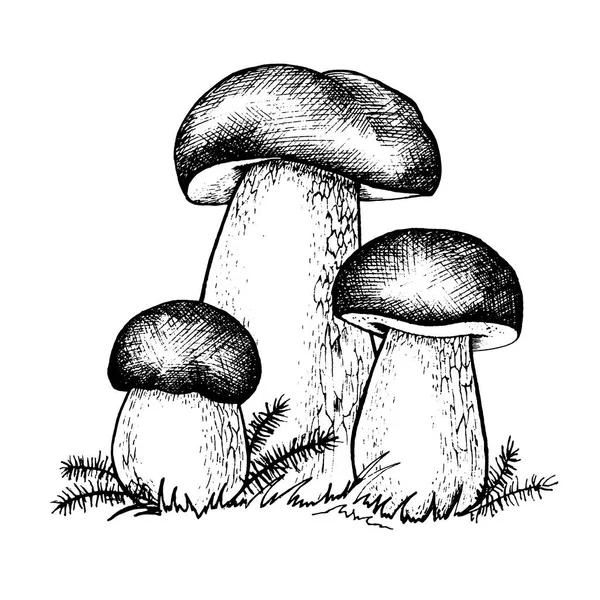 Dibujo vectorial de hongos boletus — Archivo Imágenes Vectoriales