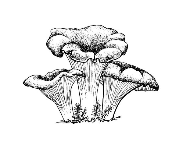 Vector sketch chanterelles