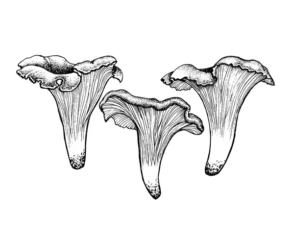 Esboço vetorial chanterelles —  Vetores de Stock