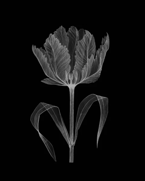 Tulipán růžová průhledná květina — Stock fotografie