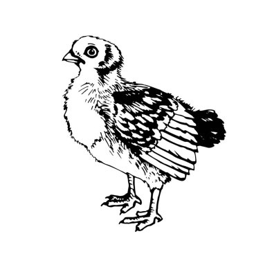 Hatun vektör grafikleri