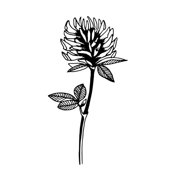 Vektorzeichnung einer Kleeblume — Stockvektor