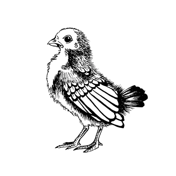 Hatun vektör grafikleri