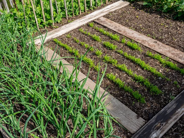 Tempat Tidur Kebun Dengan Sayuran Organik Musim Semi — Stok Foto