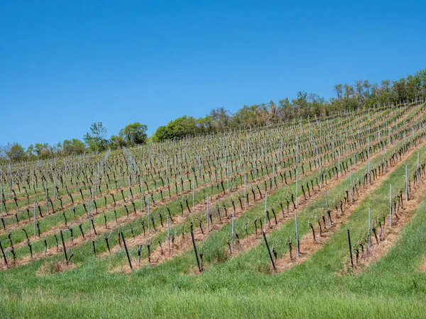 Grapevines Freyburg Der Unstrut — Stock Photo, Image