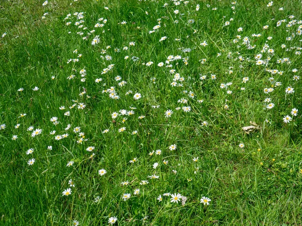 Meadow Mageriten Florece Primavera —  Fotos de Stock