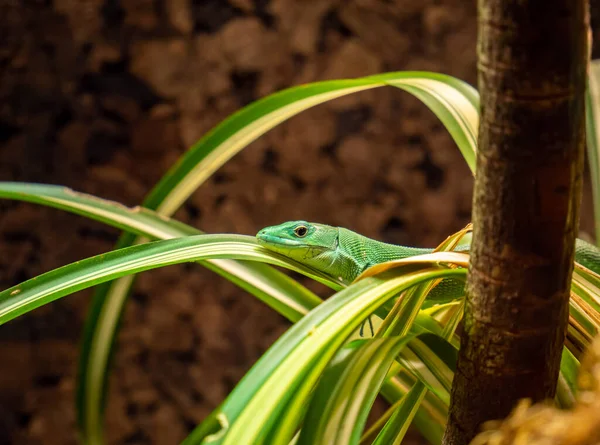 Green Lizard Reptile Background Image — Stock Photo, Image