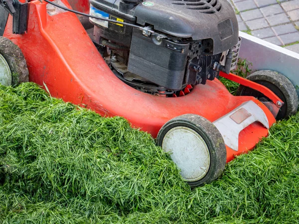 Lawn care green cut lawn mower in the garden