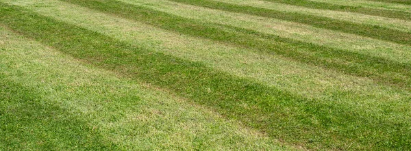 Panorama Lawn Stripes Background Freshly Mowed — Stock Photo, Image