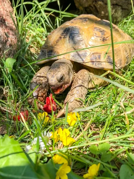Tortoise Eating Garden — Stock Photo, Image
