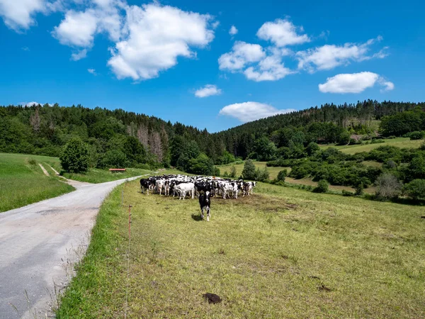 Camino Tierra Bosque Turingia Con Vacas — Foto de Stock