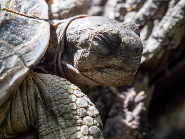 Camouflage Greek Tortoise — Stock Photo, Image