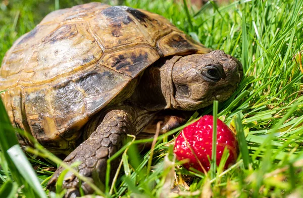 Greek Tortoise Garden — Stock Photo, Image