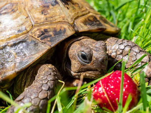 Greek Tortoise Garden Summer — Stock Photo, Image