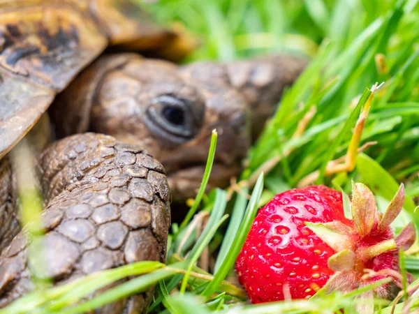 Greek Tortoise Garden — Stock Photo, Image