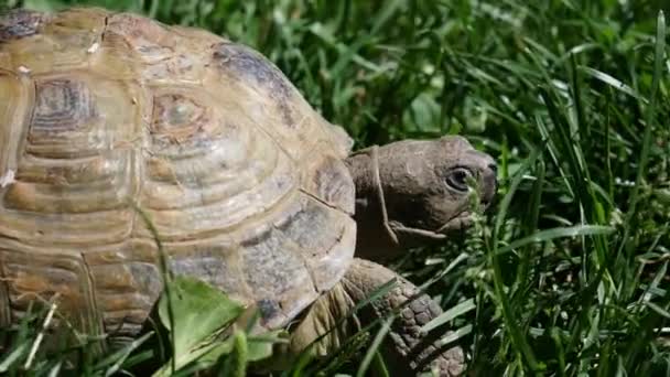 Schildkröte Auf Der Grasschildkröte — Stockvideo
