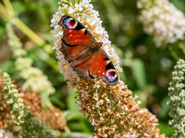 Paw Motyl Buddleja Davidii — Zdjęcie stockowe