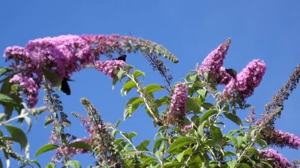 Bahçede Kelebekli Mor Çiçekler — Stok video