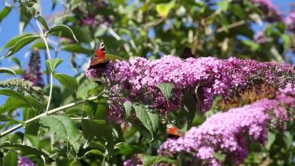 Paon Papillon Sur Une Fleur — Video