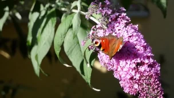Schmetterling Auf Buddleja Davidii Blumenvideo — Stockvideo
