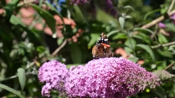 Amiral Kelebek Bir Çiçeğin Üzerinde — Stok video